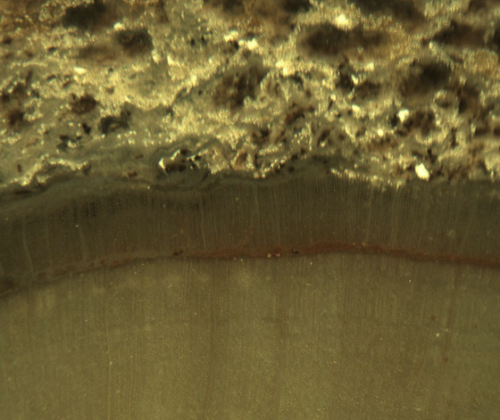 Hermanophyton Secondary Xylem at 20x