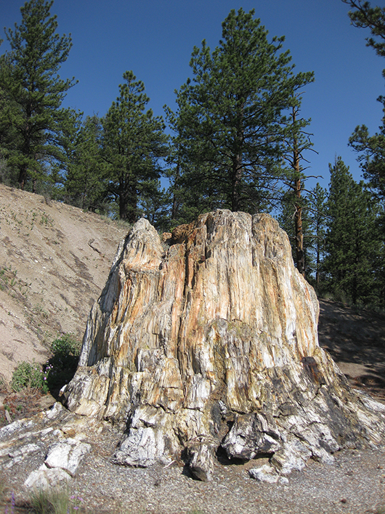 Big Stump