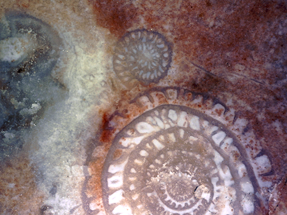 Foramanifera in chert