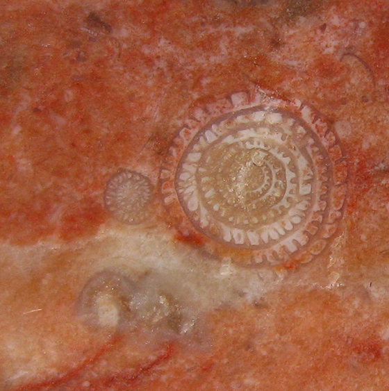 Fusulinid in Cross-Section