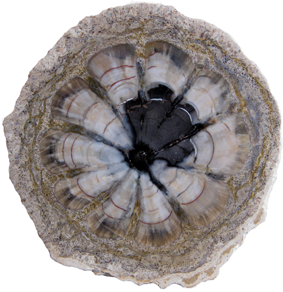 Hermanophyton