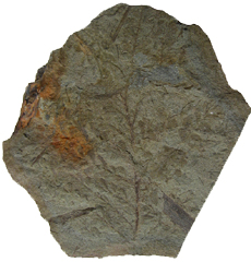 Archaeopteris