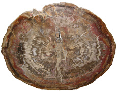 Araucarioxylon