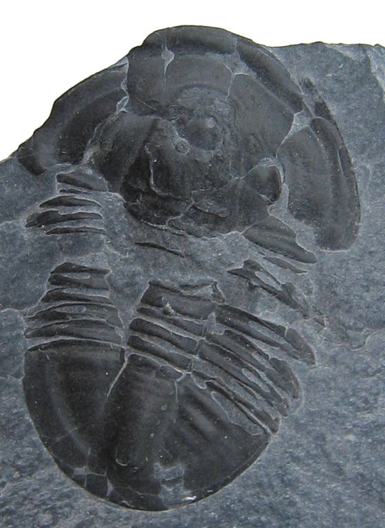 Asaphiscus wheeleri from Utah
