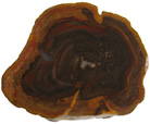 Conifer
