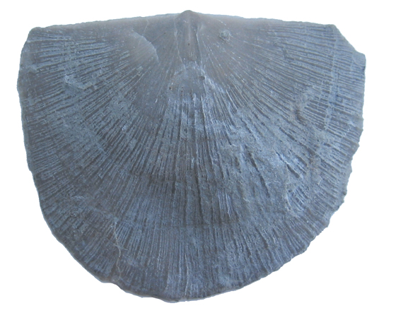 Brachiopod