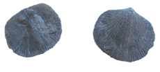 Brachiopods Indiana, USA