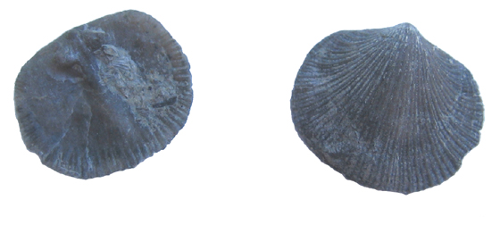 Brachiopods