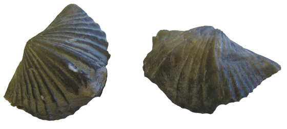 Brachiopod