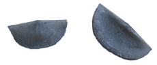 Brachiopod