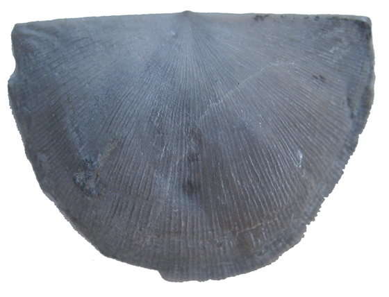 Brachiopod