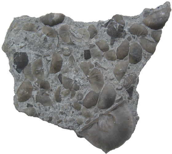 Brachiopod Slab