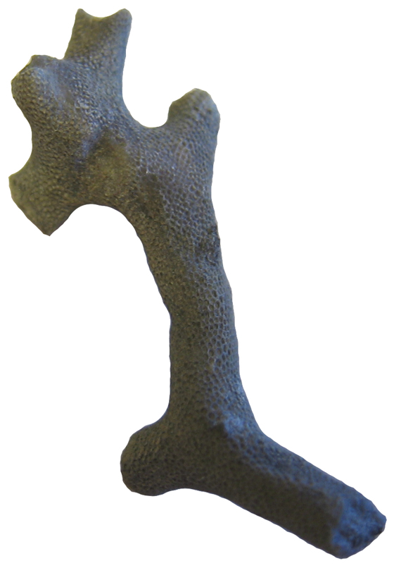 Bryozoan