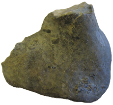 Bryozoan
