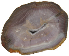 Calamites
