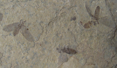 Carbonized Insects