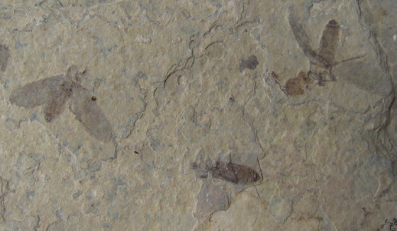 Carbonized Insects