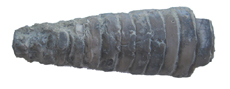 Cephalopod Ohio