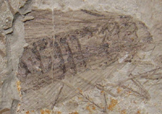 Insect