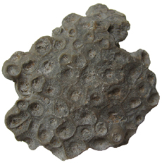 Coral
