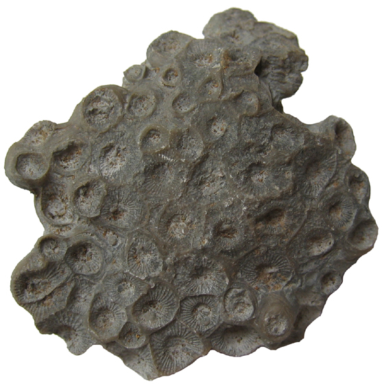 Coral