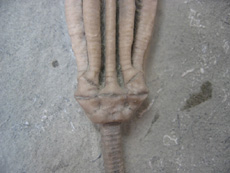 Crinoid Caylx