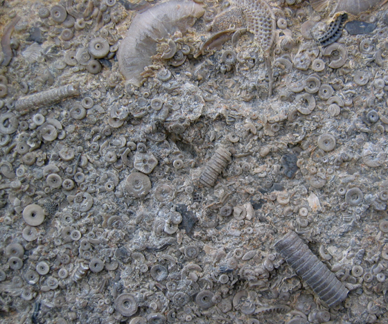 Crinoid Associated Slab