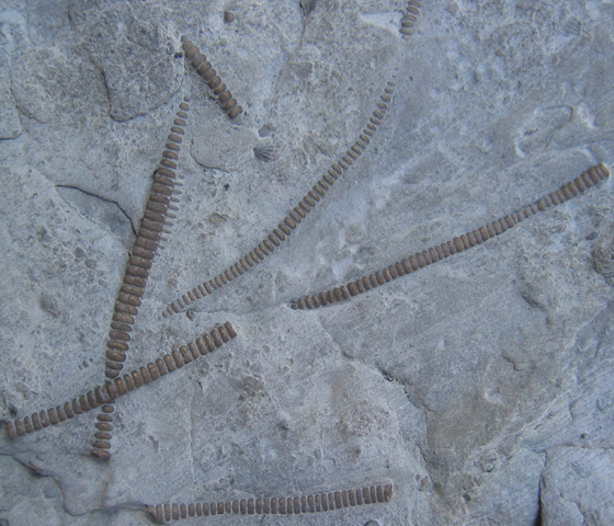 Crinoid Slab