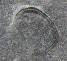 Cyrptolithus Kentucky