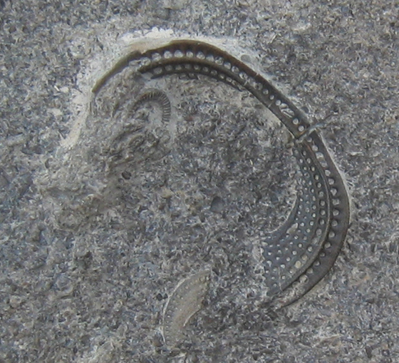 Cryptolithus
