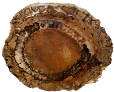 Cycadeoidea