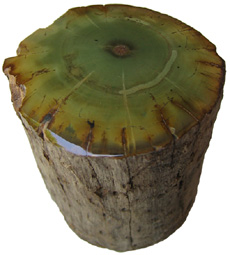Dadoxylon
