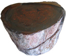 Dino Leg Bone
