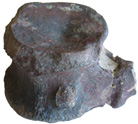Dinosaur Vertebra