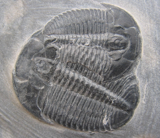 Elrathia kingii