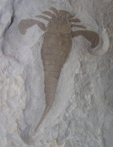 Eurypterus remipes