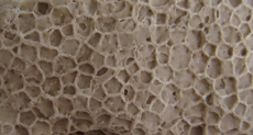 Favosites