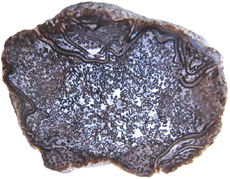 Cyathodendron