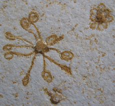 Floating Crinoid