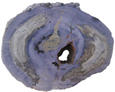Dadoxylon