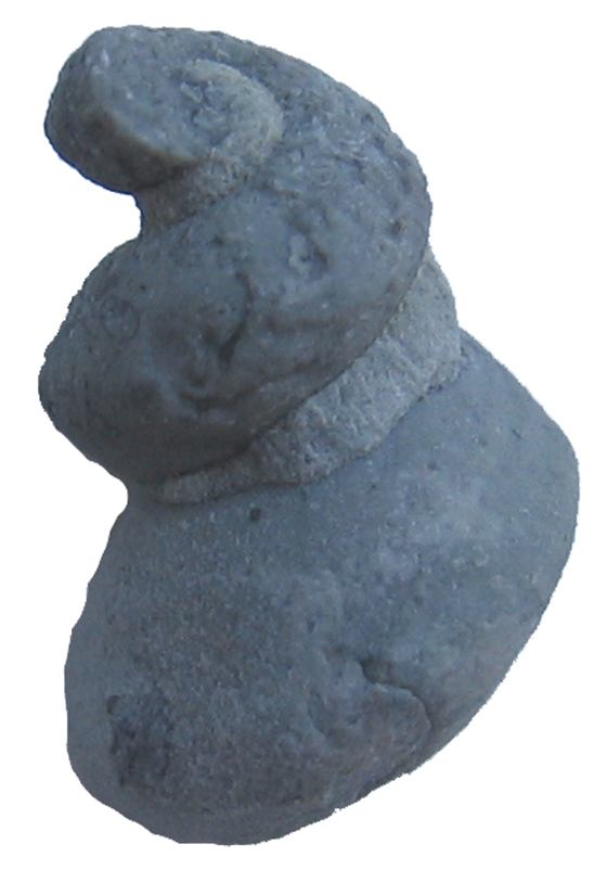 Gastropod