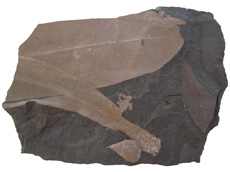 Glossopteris leaf and seed scale