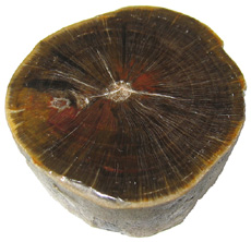 Glossopteris