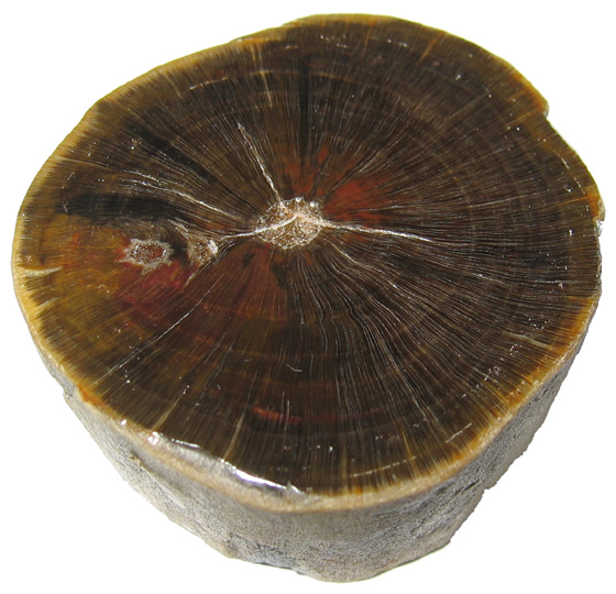 Glossopteris Stem