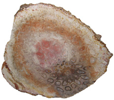Grammatopteris