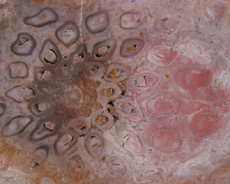 Grammatopteris