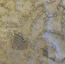 Chain Coral with Trilobite