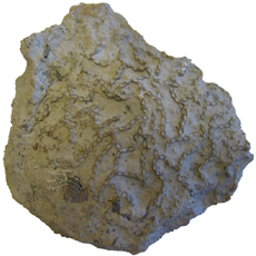  Chain Coral