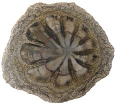 Hermanophyton