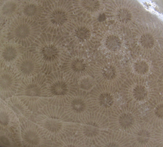 Hexogonaria